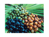 Extrato de Saw Palmetto