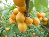 Amigdalina de damasco
