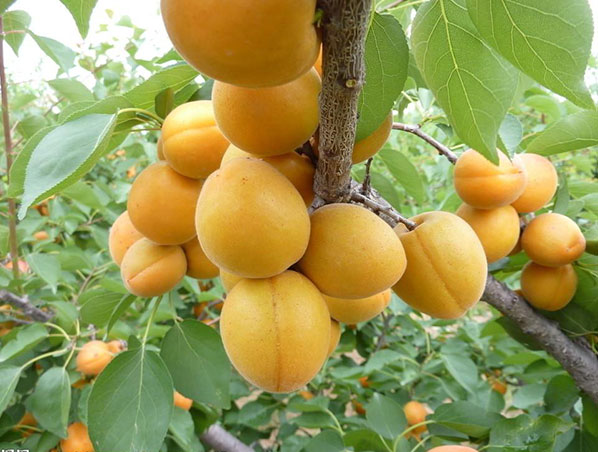 Amigdalina de damasco