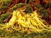 Extrato de Ginseng