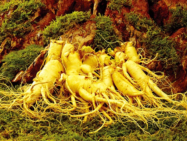 Extrato de Ginseng