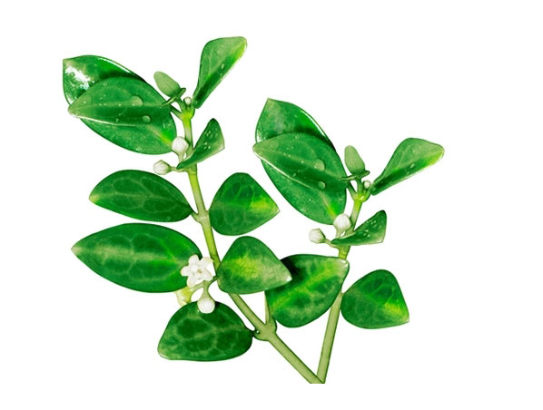 Extrato de Ginnema