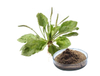 Extrato de Erva Plantago
