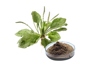 Extrato de Erva Plantago