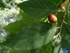 Extrato de Pygeum Africanum