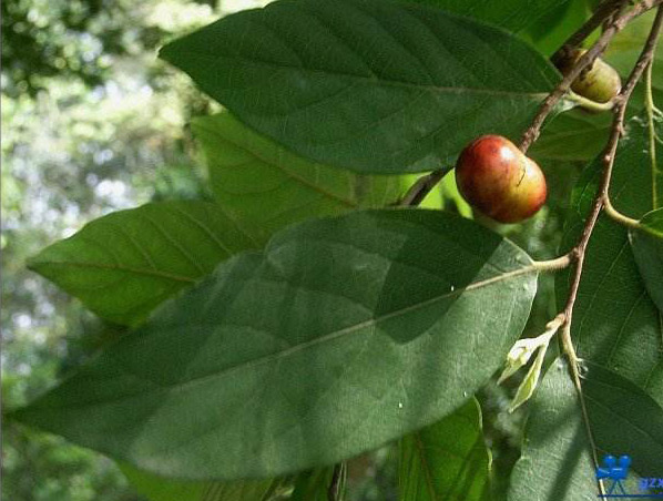 Extrato de Pygeum Africanum