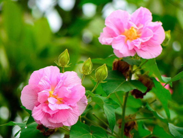 Extrato de Flor de Hibisco