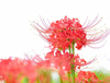 Extrato de Erva Lycoris Radiata
