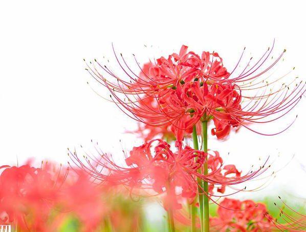 Extrato de Erva Lycoris Radiata