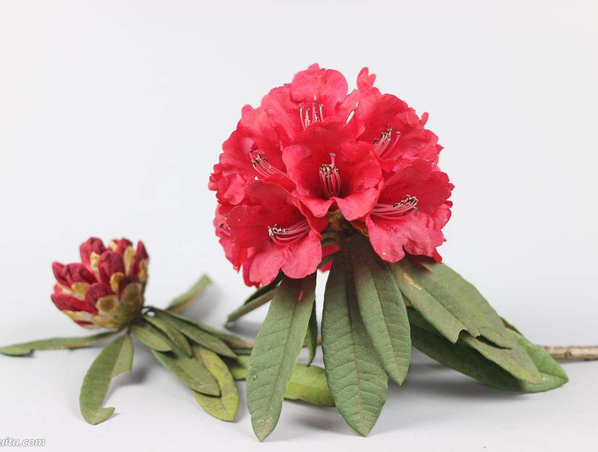 Extrato de Rododendro Caucasicum