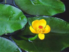 Extrato de raiz de Nuphar Pumilum