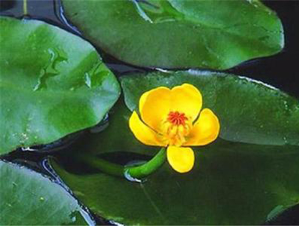 Extrato de raiz de Nuphar Pumilum