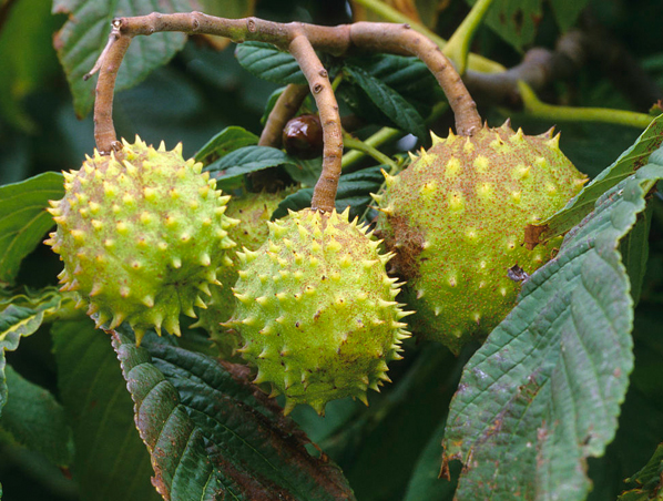 Extrato de Castanha da Índia