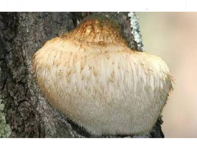 Extrato de Cogumelo Juba de Leão Orgânico