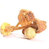 Extrato médico de cogumelo Agaricus Blazei