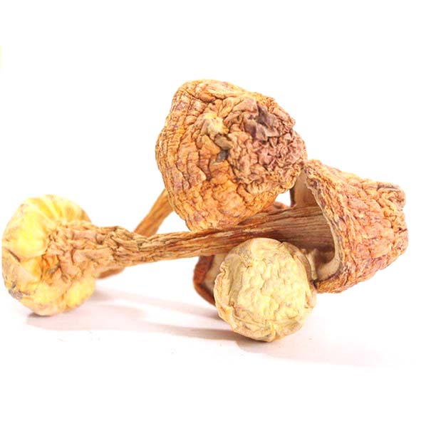 Extrato médico de cogumelo Agaricus Blazei