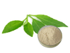 Extrato de Folha de Notoginseng