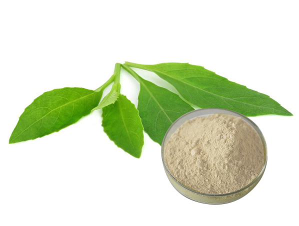 Extrato de Folha de Notoginseng
