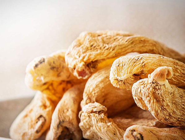 Extrato de Rizoma Gastrodia