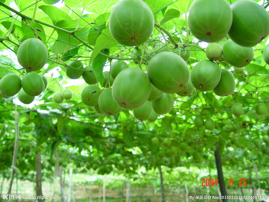 O que é Luo Han Guo/Fruta do Monge? Quais são os benefícios?
