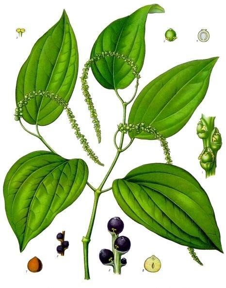 2024 Chegada de novo produto Black Piper Nigrum Powder 95% Piperine (HPLC) Extrato de pimenta preta 