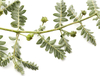Extrato de Tribulus Terrestris