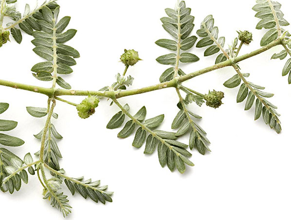 Extrato de Tribulus Terrestris