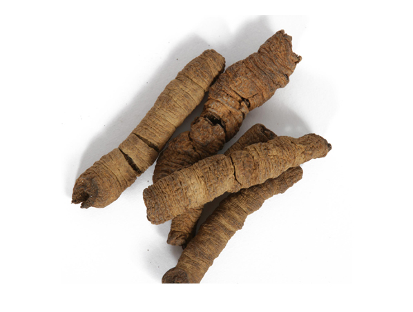 Extrato de raiz de Morinda