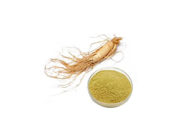 Extrato de Ginseng Americano