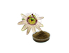 Extrato de Flor de Maracujá
