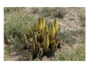 Extrato de Cistanche Deserticola