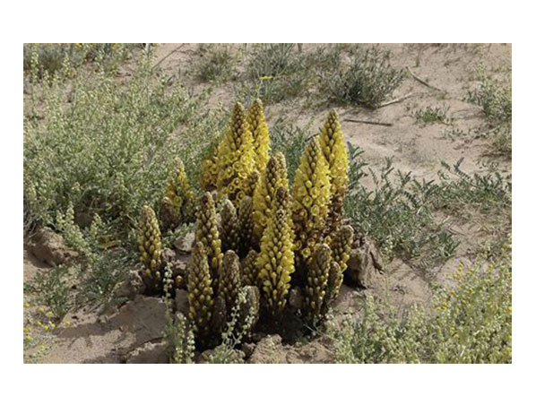 Extrato de Cistanche Deserticola