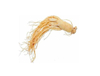 Extrato de Ginseng