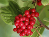 Extrato de Schisandra