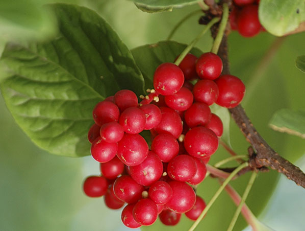 Extrato de Schisandra