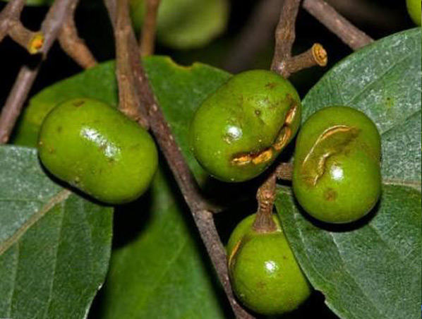 Extrato de Pygeum Africanum