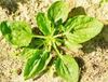 Extrato de Erva Plantago