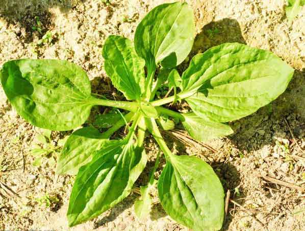Extrato de Erva Plantago