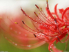 Extrato de Erva Lycoris Radiata