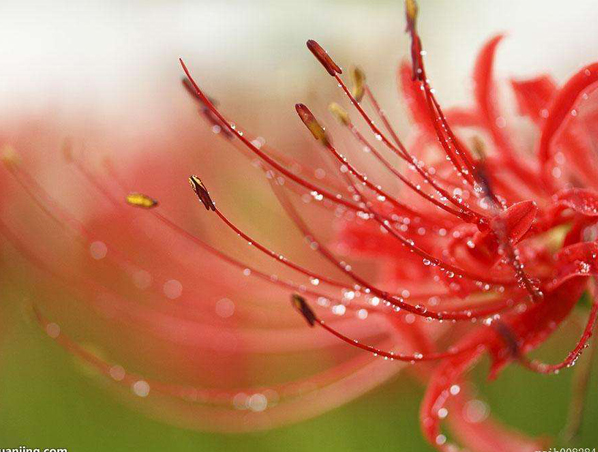 Extrato de Erva Lycoris Radiata