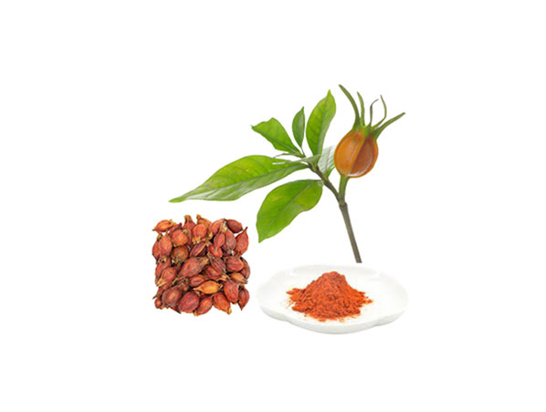 Gardênia Amarela