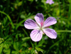 Extrato de Cranesbill