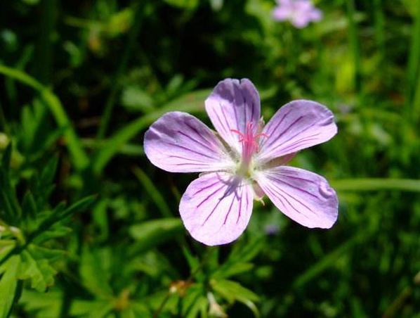 Extrato de Cranesbill