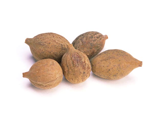 Extrato de Terminalia Bellerica