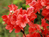 Extrato de Rododendro Caucasicum
