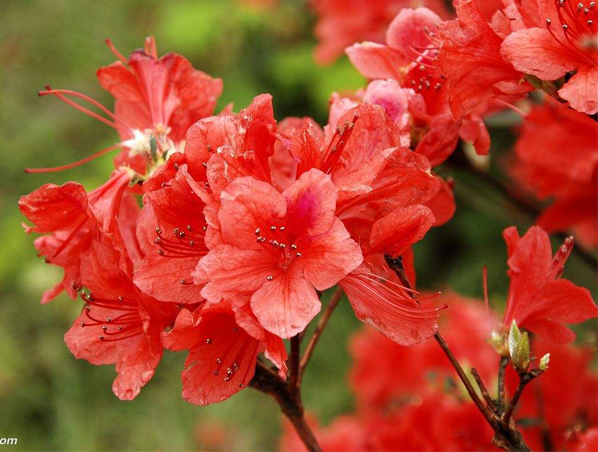 Extrato de Rododendro Caucasicum