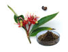 Extrato de Rauwolfia Serpentina