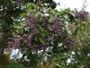 Extrato de Ligustrum Ácido Oleanólico