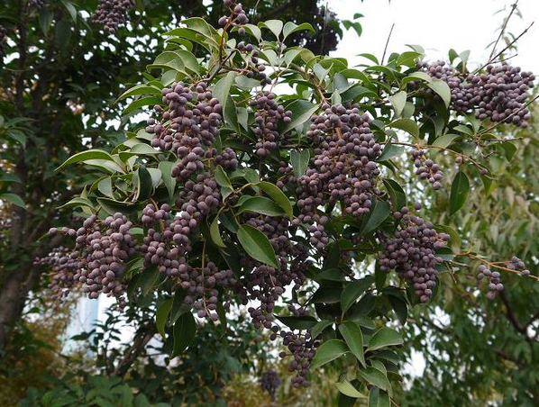 Extrato de Ligustrum Ácido Oleanólico