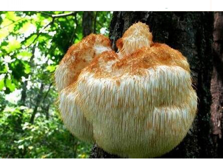 Extrato de Cogumelo Juba de Leão Orgânico